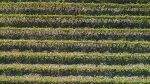 Aerial View of the Vineyards Fields