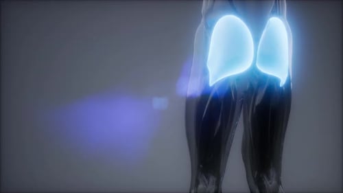 3D Animation of Human Gluteus Maximus Muscles Scan
