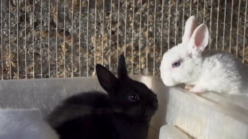 Rabbits in a Pen