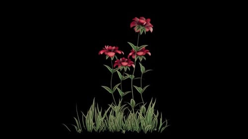 Red Rose Grow