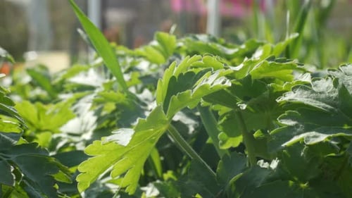 Sommerpflanze im Hof