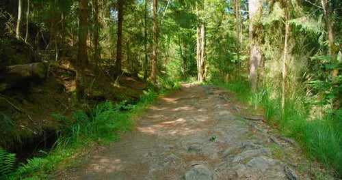 Narrow Path in Summer Woodland Forest