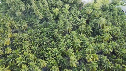 Aerial View of Coconut Farm. Green Coconut Trees Neatly Aligned.