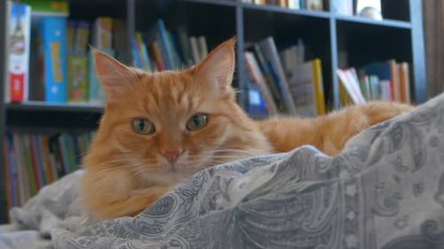 Orange Tabby Cat Resting on Bed at Home