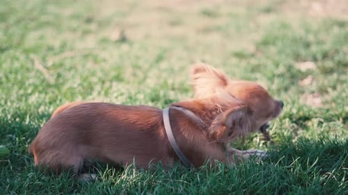 Adorable Funny Longhair Dog Chihuahua Playing with a Stick in Park