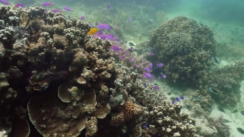 Coral Reef and Tropical Fish Underwater. Camiguin, Philippines