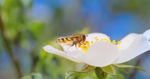 Striped Insect on White Flower in Springtime