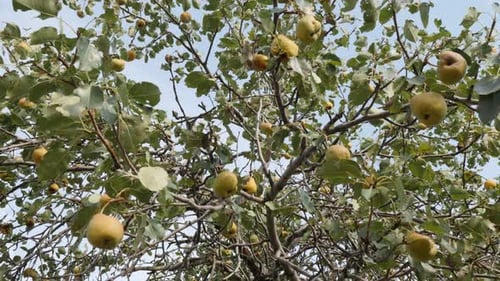 Branches d'arbres pleines de Pyrus communis 3840X2160 Images UltraHD - Poire biologique en gros plan 2160p