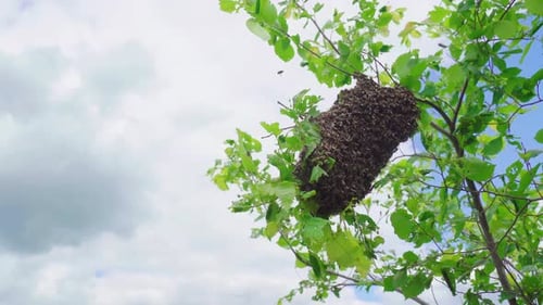 Swarm of Bees. Creating a New Bee Colony on a Tree Branch.