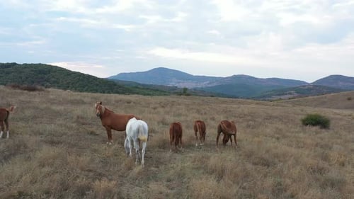 A Herd Of Horses Shot With A Drone In The Wild 8