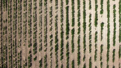 Vue de dessus Zoom avant sur une plantation de vigne à Chypre