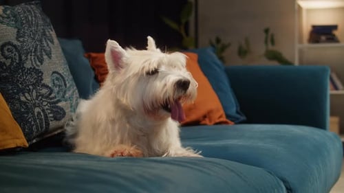 Dog Lounging on a Blue Couch