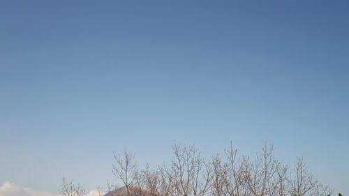 Camera Dolly of Trees Against Blue Sky
