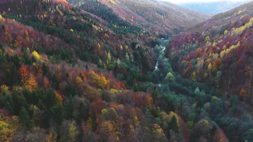 Aerial View of Colorful Forest in Autumn Season
