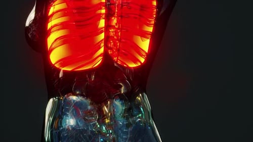 3D Human Lungs Breathing in Transparent Torso Medical Animation