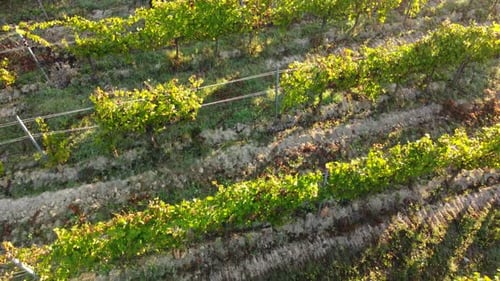 Vineyard Field