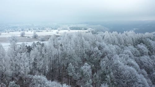 White Forest in Winter