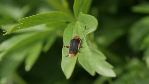 Insect Lampyris noctiluca on green leaves 4K 2160p 30fps UltraHD footage - Close-up of common glow-w