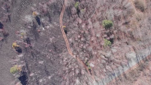 Ash covered forest and fields after fire. Forest fires. Environmental pollution