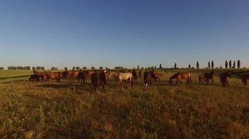 Horse Herd on the Meadow.