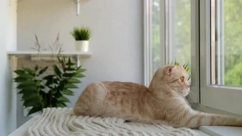 Tabby Cat Resting by the Window