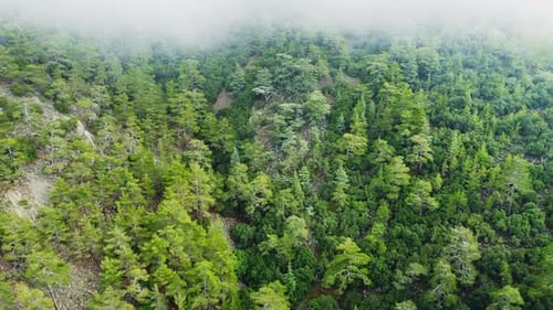 Misty Fog Blowing Over Pine Tree Forest Rainy Weather in Mountains