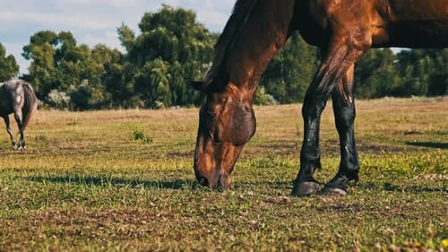 Braunes Pferd grast in Zeitlupe auf einer grünen Wiese