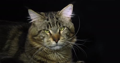 Brown Blotched Tabby Maine Coon Domestic Cat, Portrait of Male against Black Background