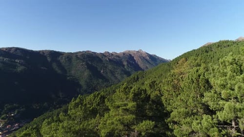 Aerial Drone Footage View of Beautiful Forest Trees