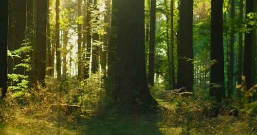Beautiful Sun Rays Illuminating a Coniferous Forest in Vivid Shades of Fresh Green Real Time Dolly