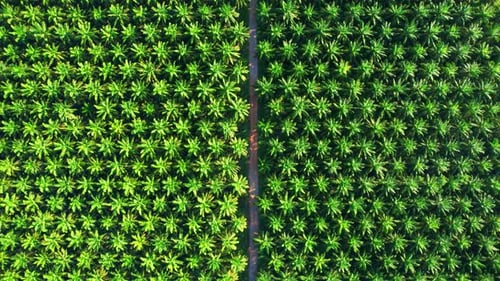 Drone is flying over young oil palm trees in plantation