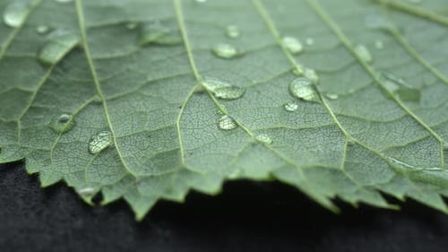 Green Leaf with Water Droplets Macro Close Up