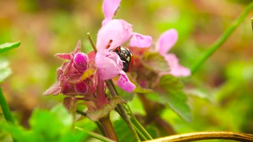 Ladybug Crawling on Pink Flower in Meadow