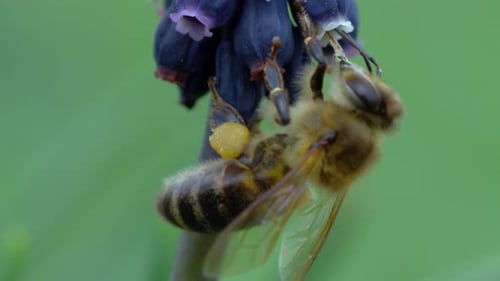 Bee Foraging on Grape Hyacinth Flower Close Up