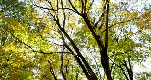 Autumn Colorful Leaves on Tree Branch. Top View of Trees, Moving Camera. Close Up