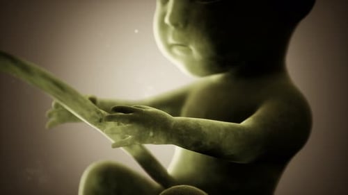 Developing Human Fetus Embryo in Utero 3D Medical Animation