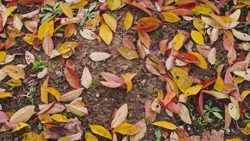 Feuilles d'automne