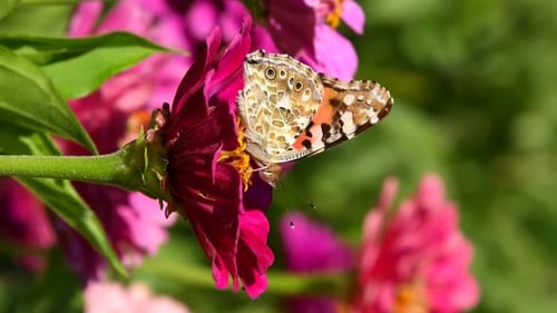 Painted Lady Butterfly Nectaring on Pink Flower