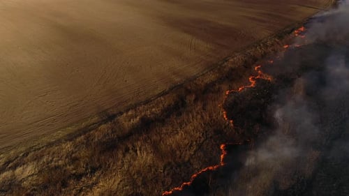 Dry Lanes and Grass on Swamp in Fire, Ecology Disaster