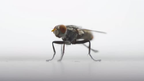 Close up of a fly with wings and legs isolated on white background. A black insect, Animal.