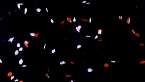 Rose Petals