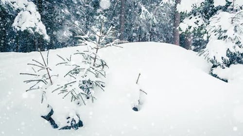 Beautiful Fluffy Snow on Tree Branches
