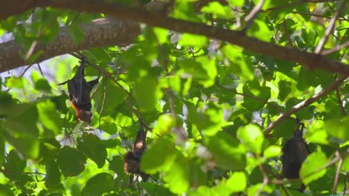 Flying Foxes hängen an einem Ast und waschen sich