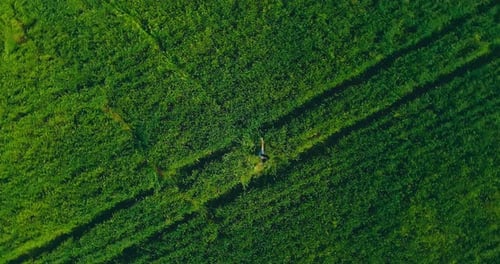 Young Beautiful Girl is Spinning Around in a Green Field