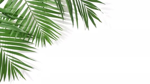 Motion of Tropical Palm Leaves with Shadows on White Background