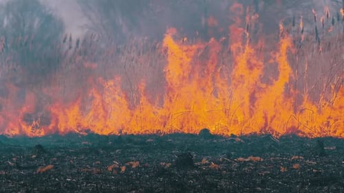 Fire in the Forest. Burning Dry Grass, Trees and Reeds. Wildfire. Slow Motion.