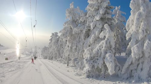Winter Landscape with a Pine Forest in the Snow