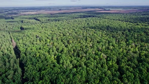 Trees Top View Forest Background