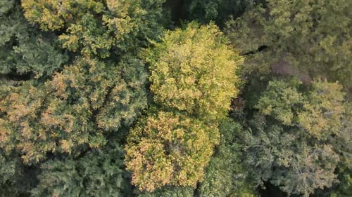 Drohne fliegt über Naturel Forest