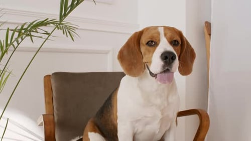 Dog Beagle Sits at Home on the Chair